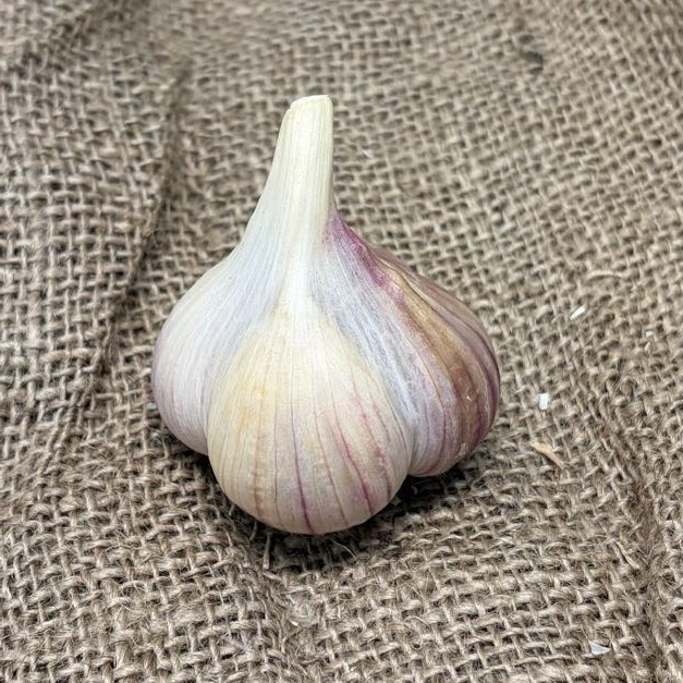 Organic Belarus (Marbled Purple Stripe)