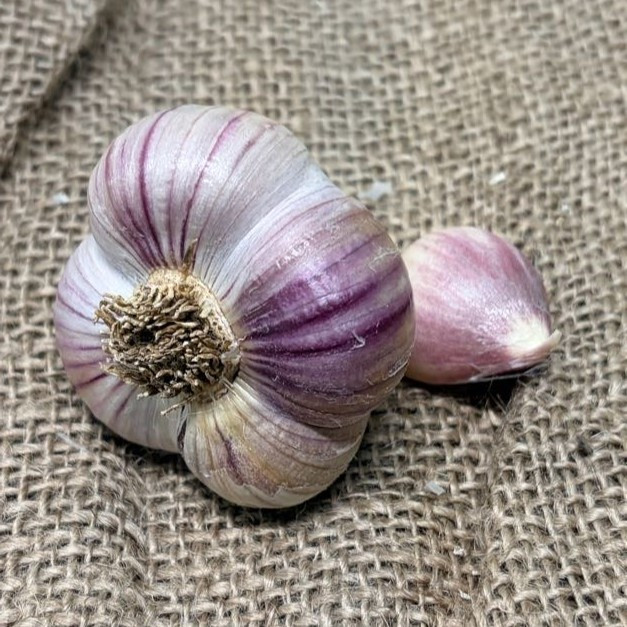 Organic Brown Rose (Marbled Purple Stripe)