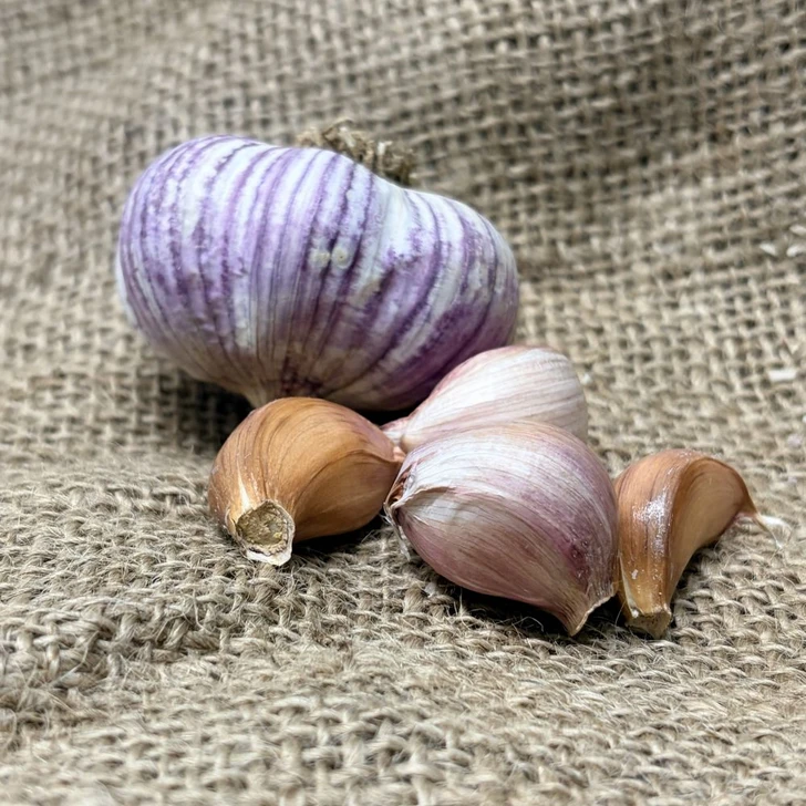 Organic Chengdu (Turban)