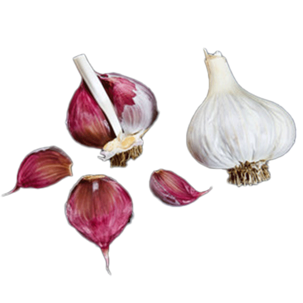Organic Cuban Purple (Creole)