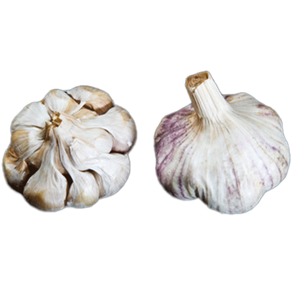Organic Island Star (Artichoke)