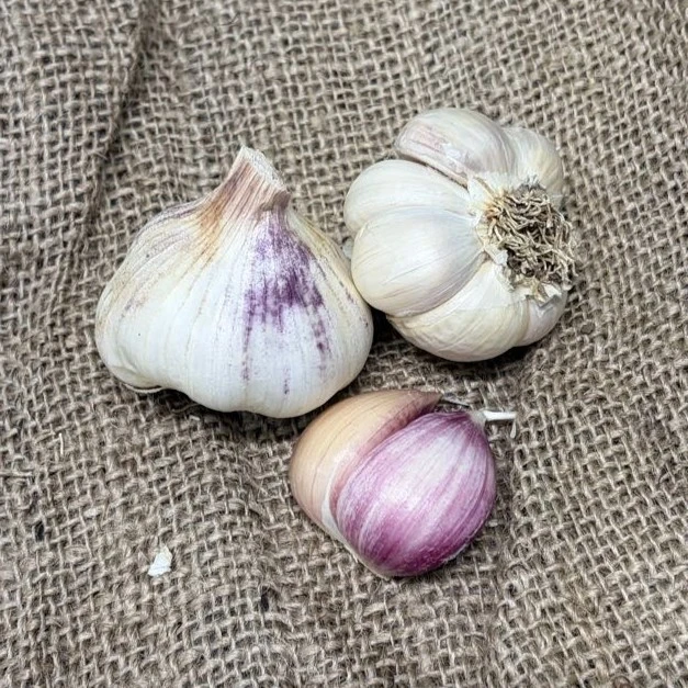 Organic Island Star (Artichoke)