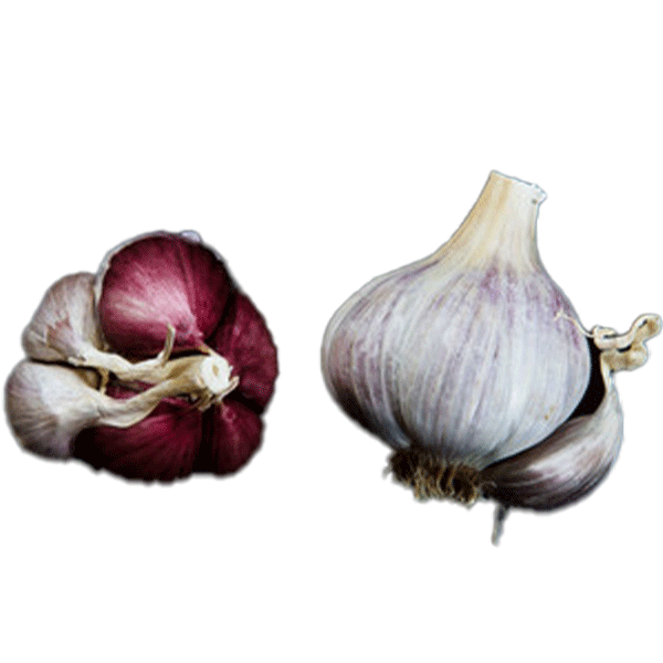 Organic Labera Purple (Creole)