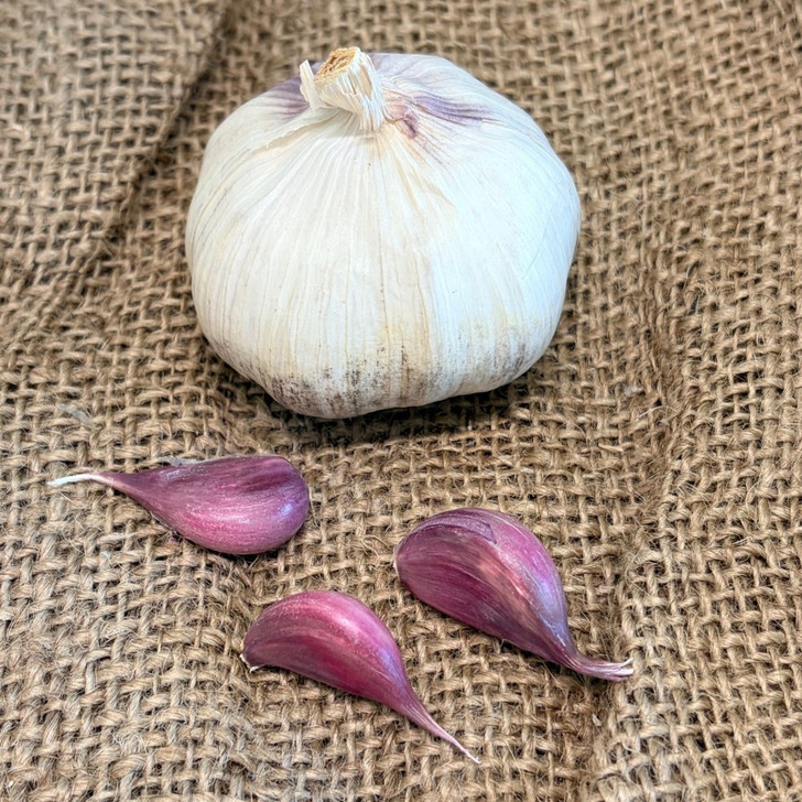 Organic Labera Purple (Creole)