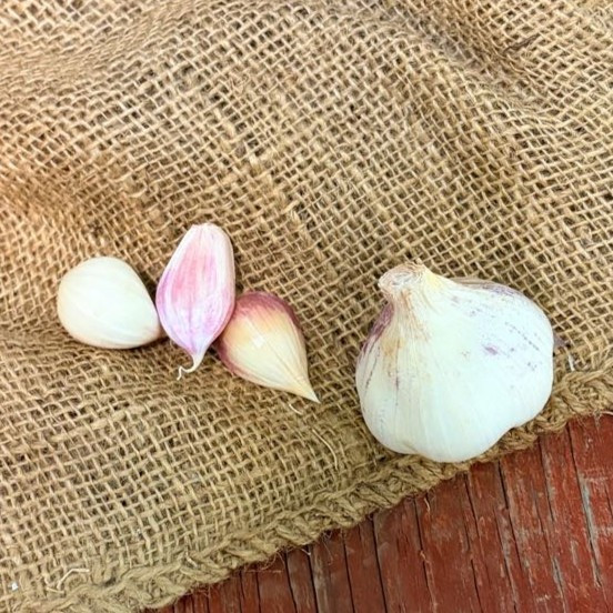 Organic Lorz Italian Bulk (Artichoke)