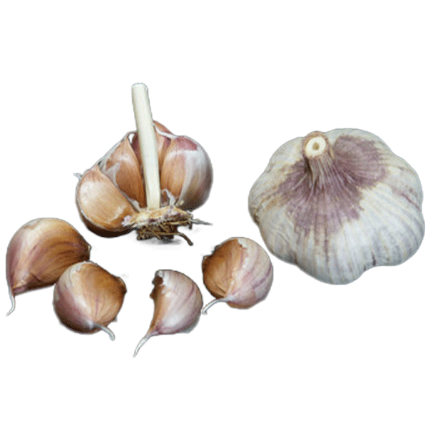 Organic Lotus (Turban)