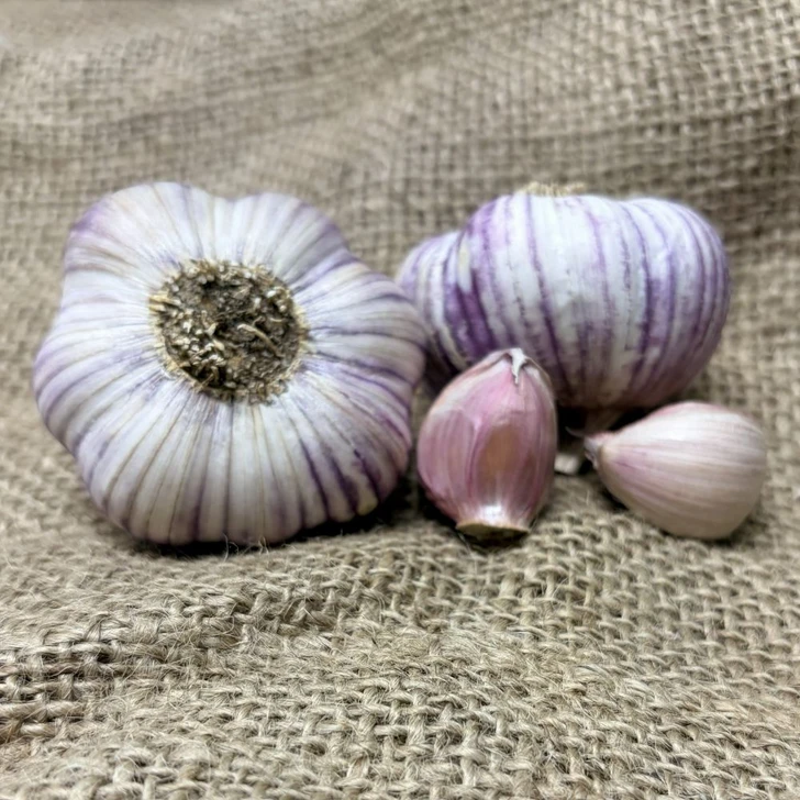 Organic Lotus (Turban)