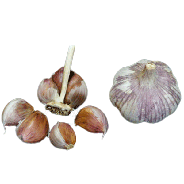 Organic Maiskij (Turban)