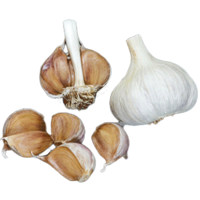 ORGANIC MARTIN'S HEIRLOOM (Rocambole)