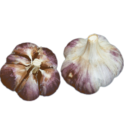 Organic Metechi (Marbled Purple Stripe)