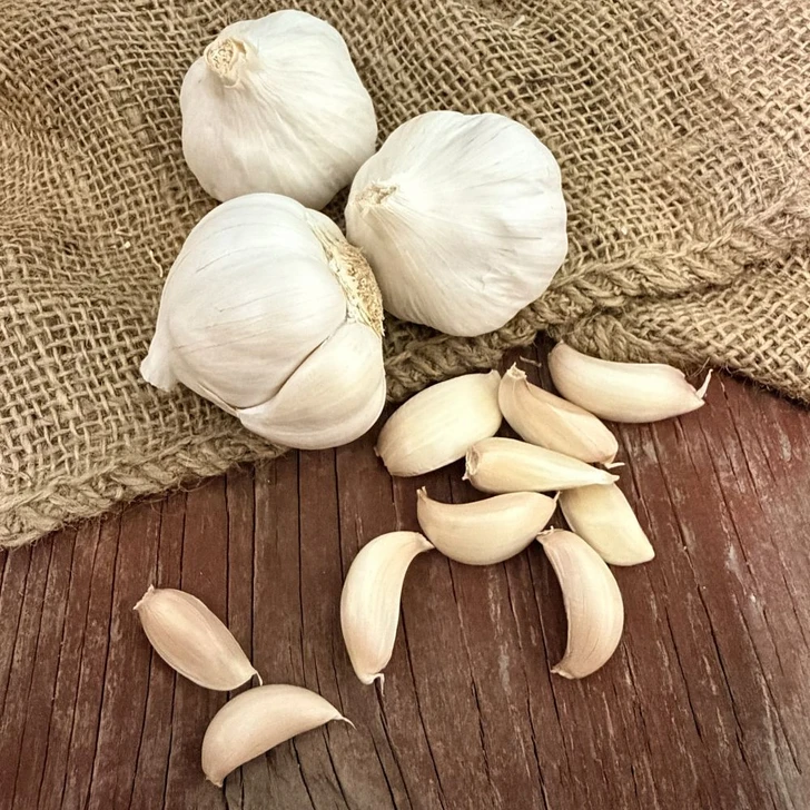 Organic Nootka Rose (Silverskin) - Spring