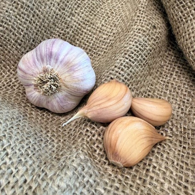 Organic Purple Glazer Bulk (Glazed Purple Stripe)