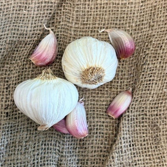 Organic Rose De Lautrec (Creole)