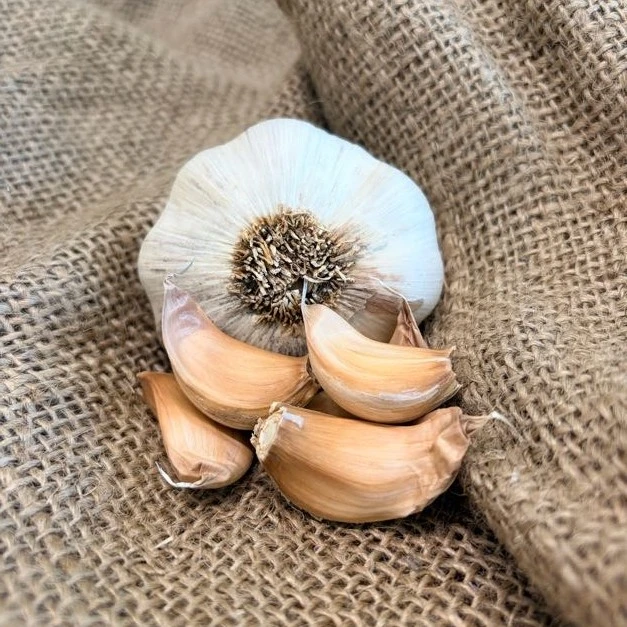 Organic Shandong (Turban)