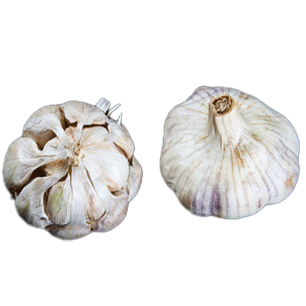 Organic Susanville (Artichoke)