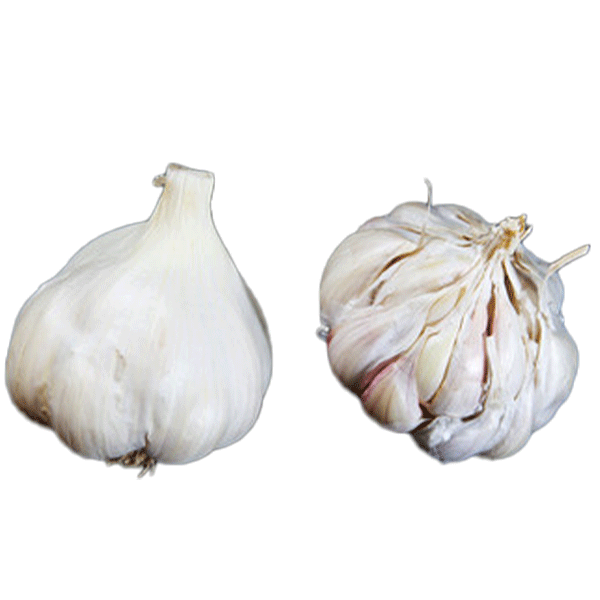 ORGANIC SILVER WHITE  BULK (Silverskin)