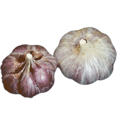 Organic Vekak (Glazed Purple Stripe)