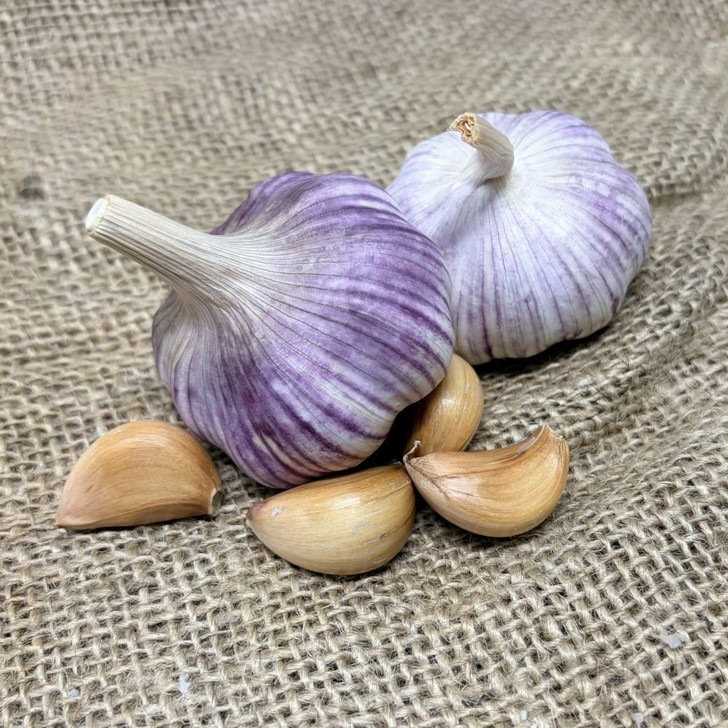 Organic Yugoslavian Bulk (Rocambole)