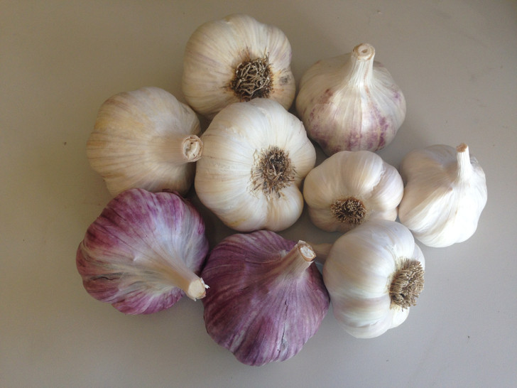 Large Garden Pack Organic Garlic Seed