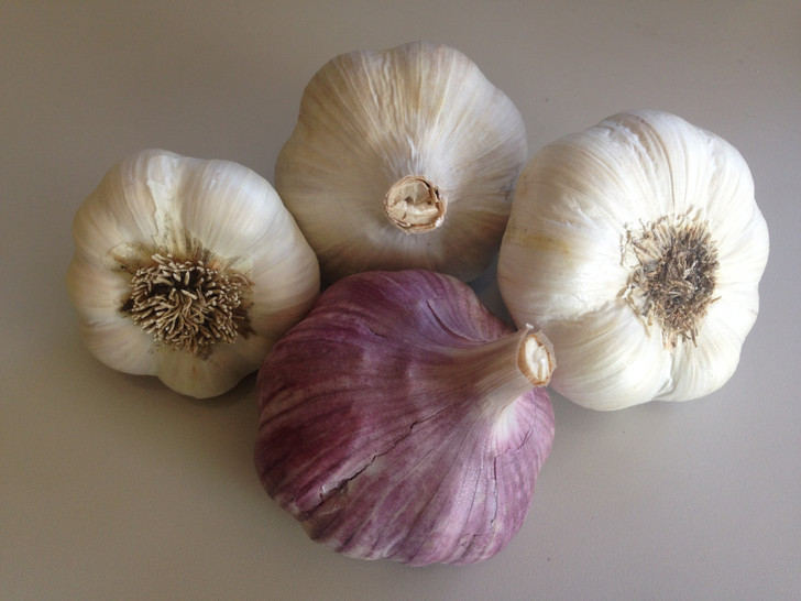 Small Garden Pack Organic Seed Garlic