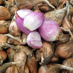 Organic French Grey Shallot
