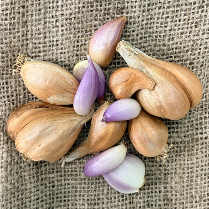 Organic French Grey Shallot