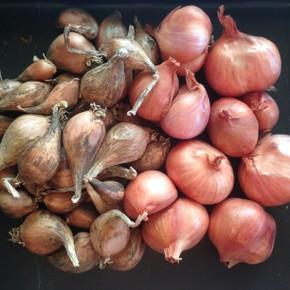 Organic Shallot Starter Pack