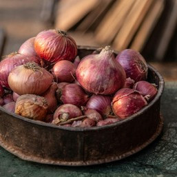 Organic Food Grade: Dutch Red Shallot
