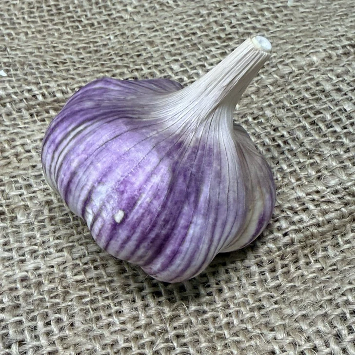 Organic Klamath Wild (Rocambole)