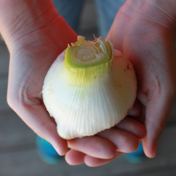 Organic Elephant Garlic Rounds