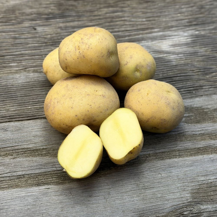 Organic Yellow Finn Potato
