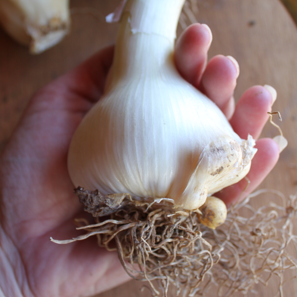 Organic Elephant Garlic Heads