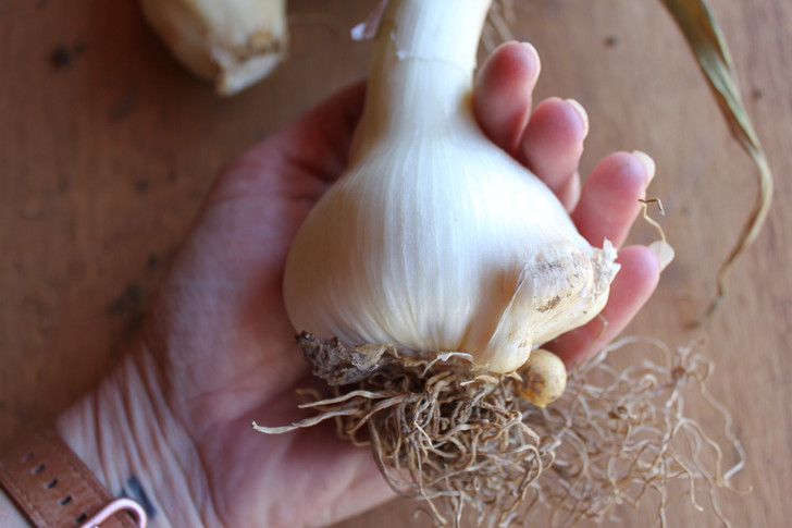 ORGANIC ELEPHANT GARLIC HEADS