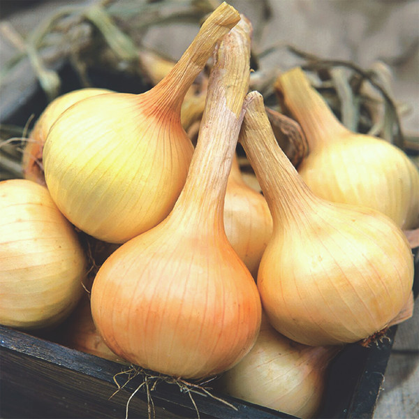 Organic Walla Walla Onion Transplant