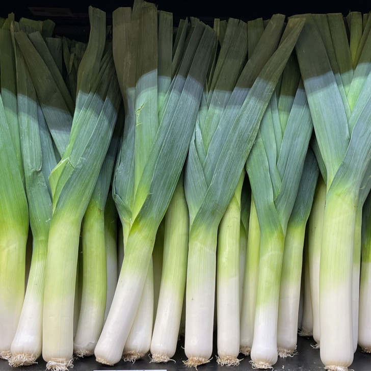 Organic Summer Leek Transplant