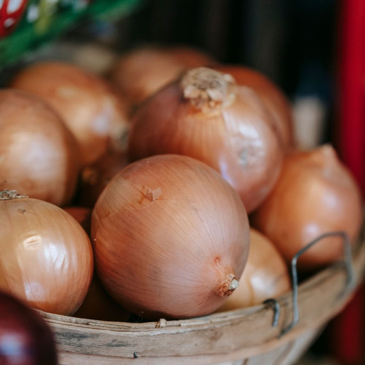 Organic Patterson Onion Transplant