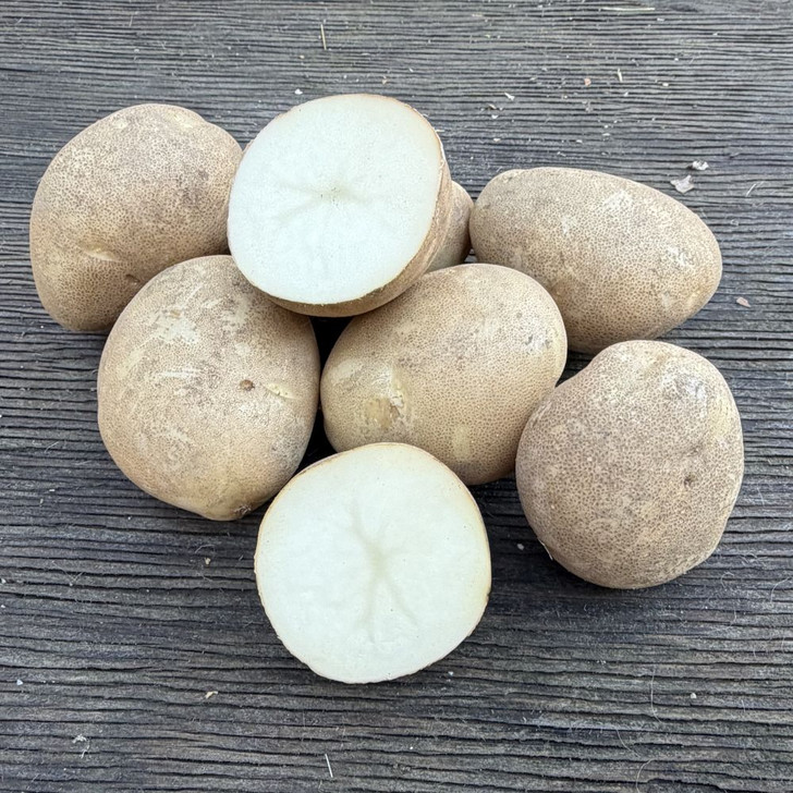 Organic Butte Potato