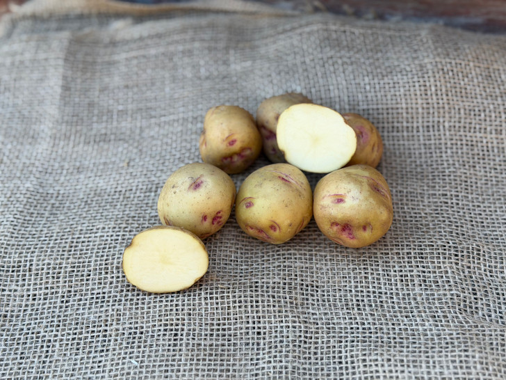 ORGANIC WARBA POTATO