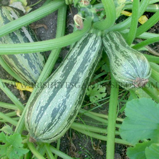Organic Cocozelle Squash