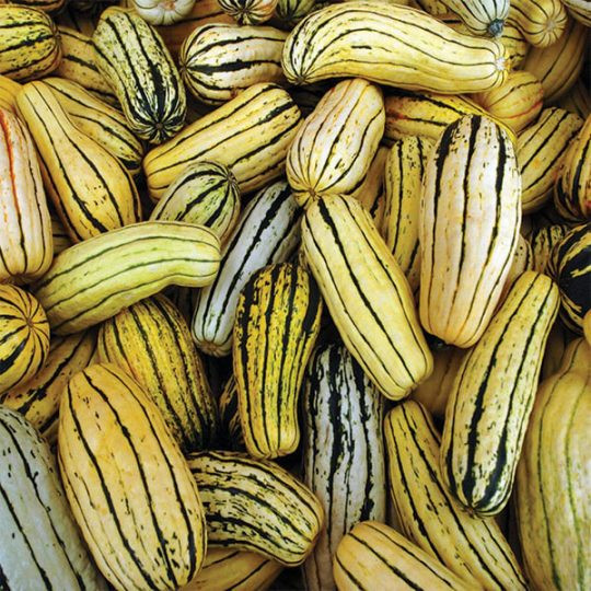 Organic Delicata Squash