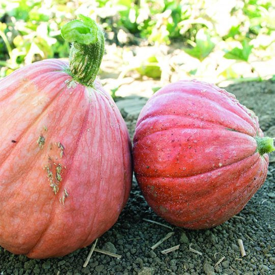 Organic Gold Nugget Squash