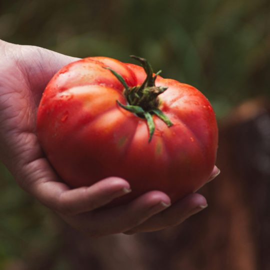 Organic Early Bush Beefsteak Tomato (Determinate)