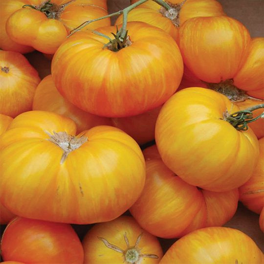 Organic Pineapple Tomato
