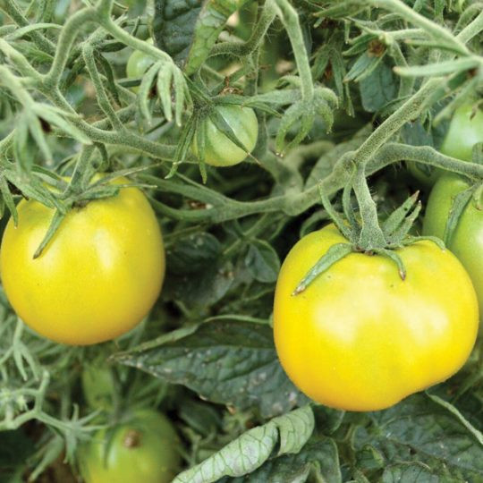 Organic Lime Green Salad Tomato