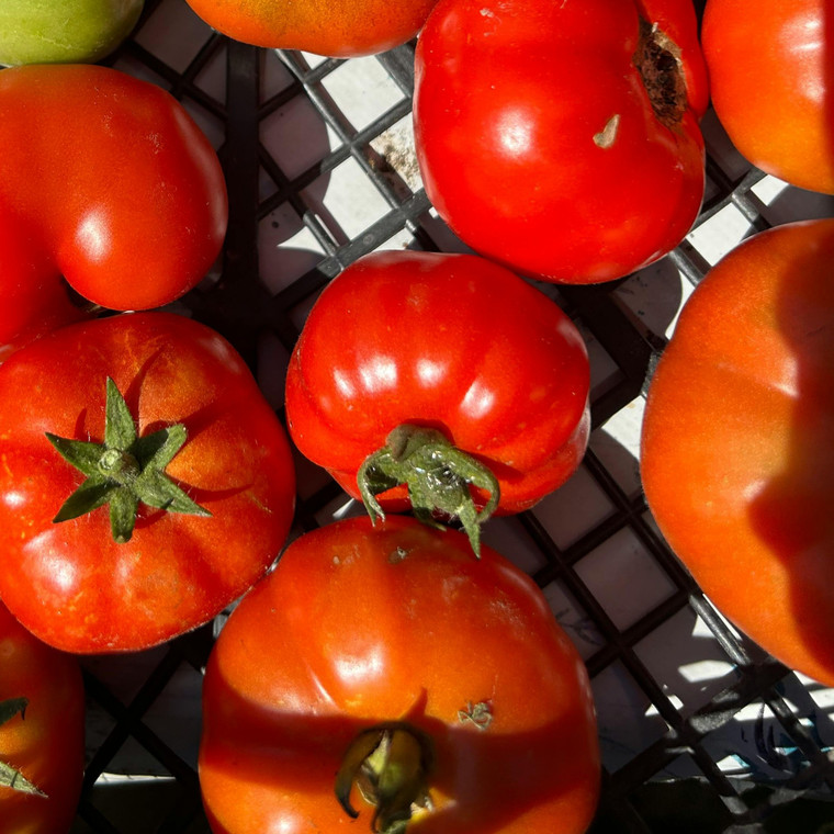 Organic Sasha'S Pride Tomato