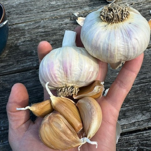 Naturally Grown Moghadam (Rocambole)