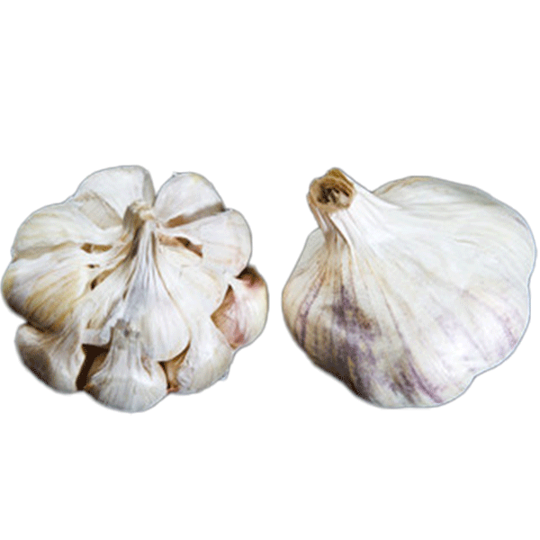 Organic California Early Bulk (Artichoke)
