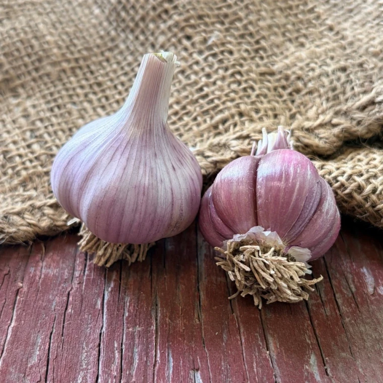 Organic Chesnok Red Bulk: 1.75"-1.9" (Purple Stripe)