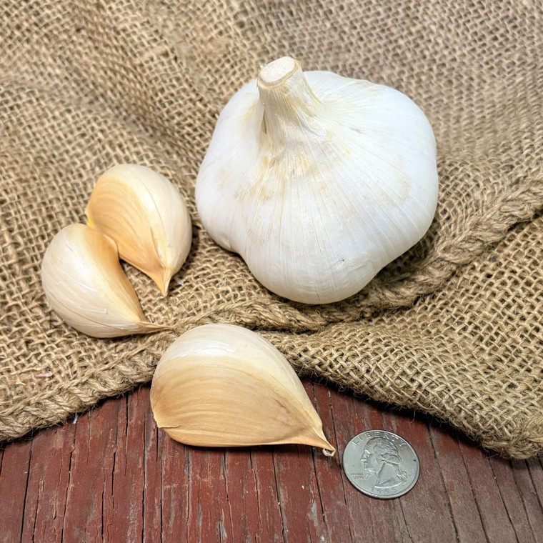 Organic Elephant Garlic Cloves Bulk
