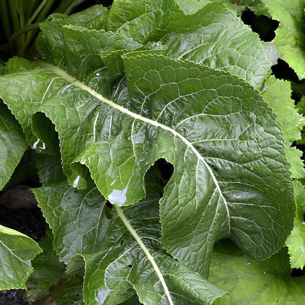 Big Top Horseradish Conventional